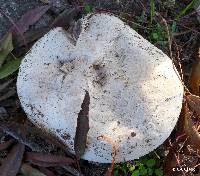 Agaricus bitorquis image