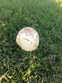 Chlorophyllum molybdites image