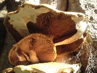 Agrocybe parasitica image