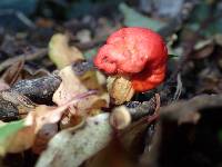 Leratiomyces erythrocephalus image