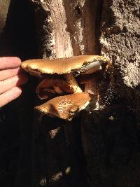 Agrocybe parasitica image