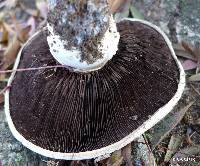 Agaricus bitorquis image