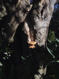 Agrocybe parasitica image