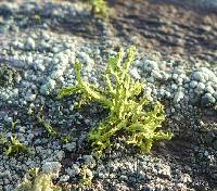 Letharia vulpina image