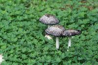 Coprinus comatus image