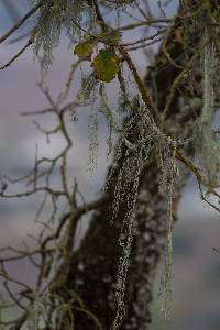 Ramalina menziesii image