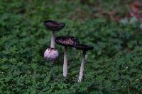 Coprinus comatus image