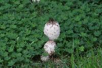 Coprinus comatus image