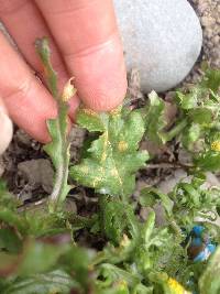 Puccinia lagenophorae image