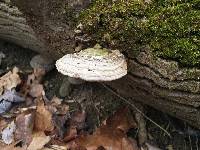 Ganoderma applanatum image