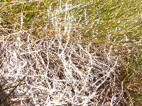 Thamnolia vermicularis ssp. vermicularis image