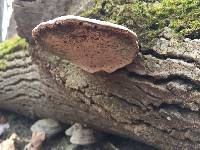 Ganoderma applanatum image