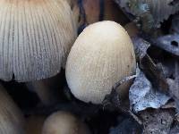 Coprinellus micaceus image