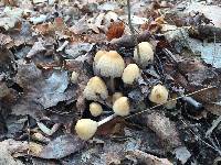 Coprinellus micaceus image