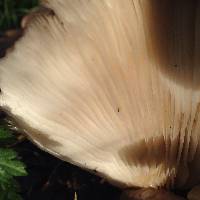 Pleurotus ostreatus image