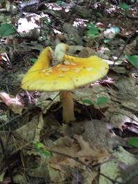 Amanita muscaria var. guessowii image