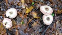 Agaricus moelleri image