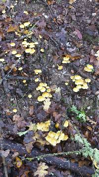 Pholiota spumosa image