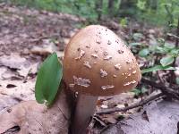 Amanita rubescens image