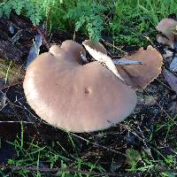 Pleurotus ostreatus image