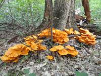 Omphalotus illudens image