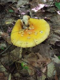 Amanita muscaria image