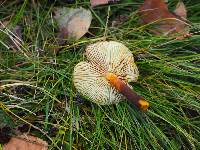 Flammulina velutipes image