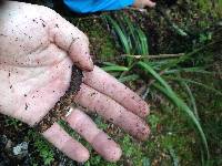 Cordyceps robertsii image