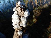 Schizophyllum commune image