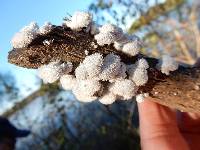 Schizophyllum commune image