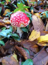 Amanita muscaria image