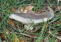 Image of Clitocybe brunneocephala