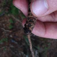 Cordyceps robertsii image