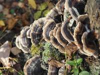 Trametes versicolor image