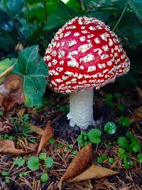 Amanita muscaria image