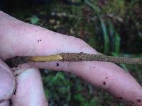 Cordyceps robertsii image