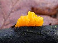 Tremella mesenterica image