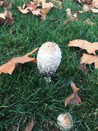 Coprinus comatus image