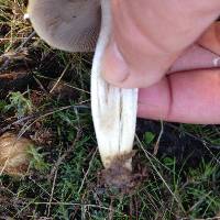 Psathyrella candolleana image