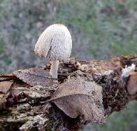 Coprinellus disseminatus image