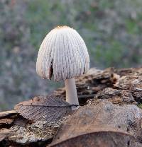 Coprinellus disseminatus image