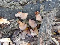 Auricularia auricula-judae image