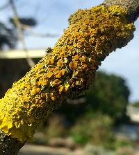 Xanthoria parietina var. parietina image