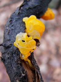 Tremella mesenterica image