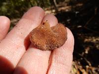 Auricularia auricula-judae image