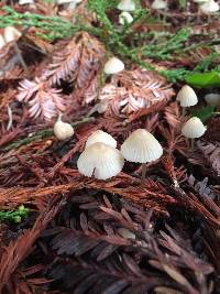 Mycena abramsii image