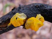 Tremella mesenterica image