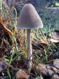 Psathyrella longipes image