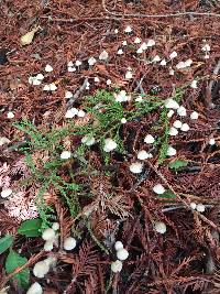 Mycena abramsii image