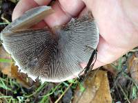 Psathyrella longipes image